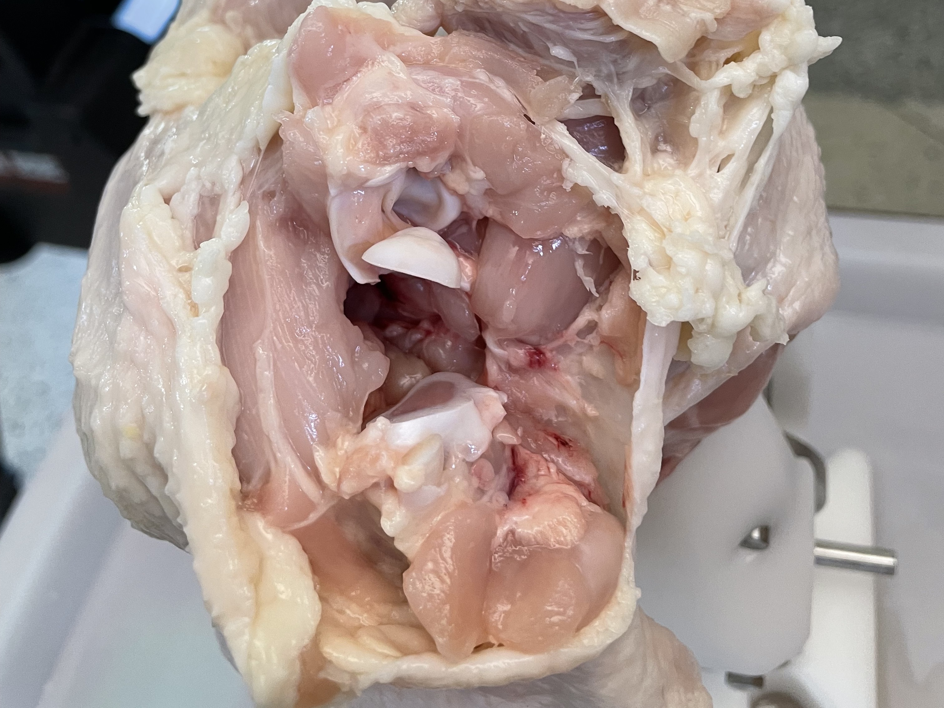 Chicken shoulder adaptive w/o force result 1
