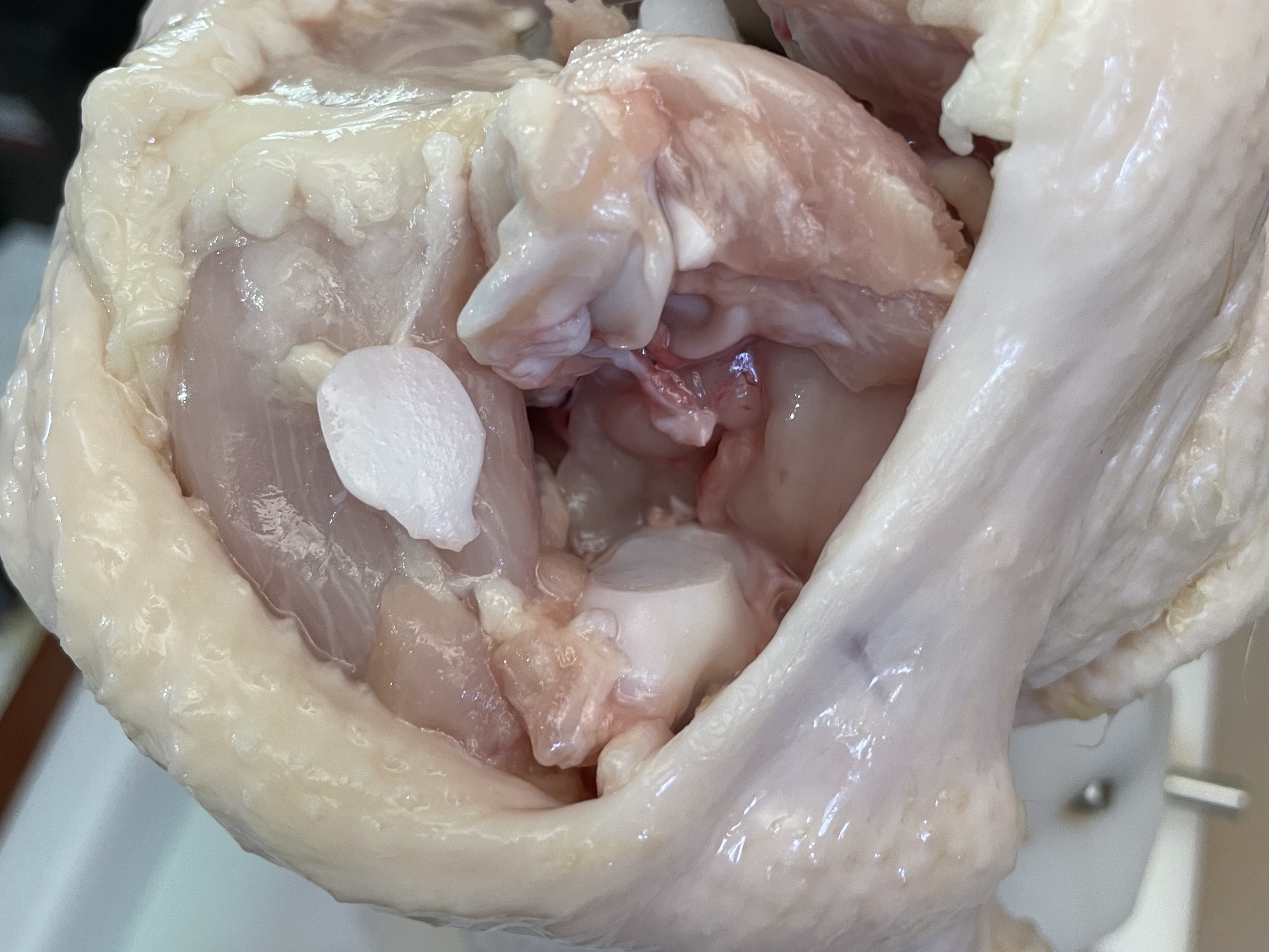 Chicken shoulder adaptive w/o force result 3