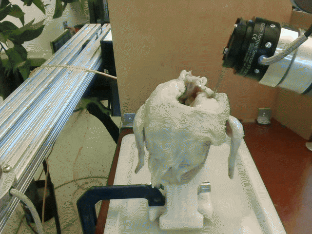 Chicken shoulder nominal result 2