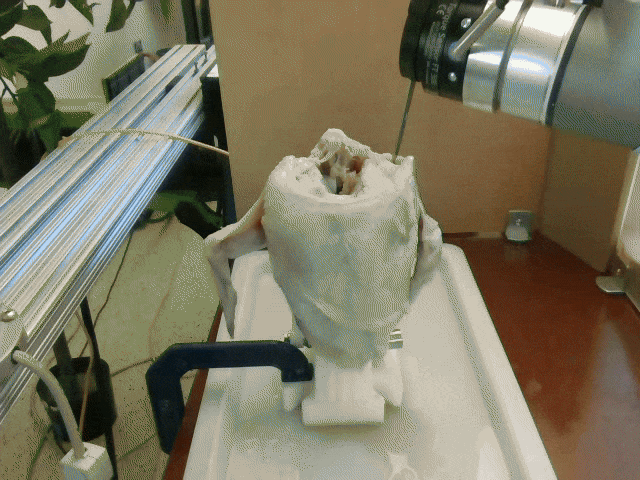 Chicken shoulder adaptive ours result 1