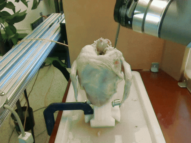 Chicken shoulder cutting